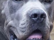 Cane Corso Deckrüde - Oberhausen