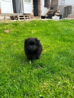 Rüde Pomeranien Boo Zwergspitz - Welpe Schwarz - Bismark (Altmark) Büste