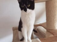Main Coon Mischlinge, m und w, gegen Schutzgebuehr abzugeben wegen Umzug - Freiburg (Breisgau)