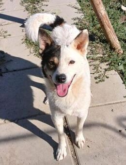 ❤️rundum Goldstück Stewie❤️ - Eislingen (Fils)