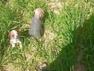 Chinese crested Mixe Chihuahua - Burgdorf (Landkreis Region Hannover)