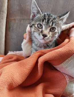 Kätzchen , Kitten Babykatze - Furth