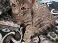 Bkh Mix kitten - Jüchen