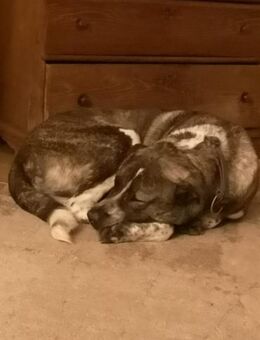 Yonah - alias Heimdall - jeder cm Liebe - Overath