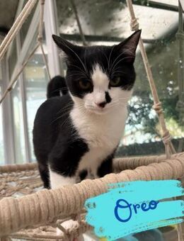 Kater Oreo sucht sein Schlafplatz - Beckingen