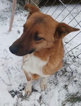 ❣️Billie - der kleine Charmeur❣️ - Eislingen (Fils)