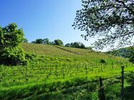 In den Radebeuler Weinbergen - Radebeul