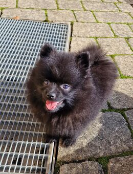 Reinrassiger Pomeranian Zwergspitz Welpe - Mörnsheim