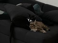 Katzen abzugeben, nur zusammen! - Leipzig Nordost