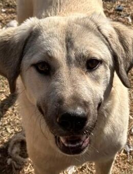 Dolores Umbridge, geb. ca. 12/2023, GR - Markdorf