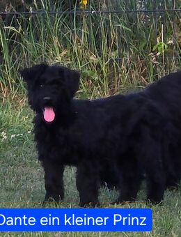 Briard kuschelbären warten auf dich - Moringen
