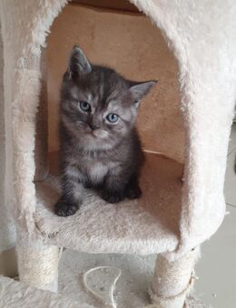 BKH / Siam Kitten in liebevolle Hände abzugeben - Braunschweig