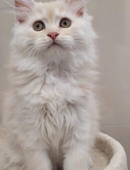 Reinrassige creme/rote Maine Coon Katze - Dorsheim