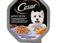 Megapack Cesar Schale 28 x 150 g - Lamm, Karotten und Koriander in Gelee
