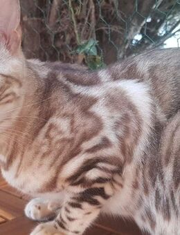 Bengalkatze mit Stammbaum - Waldshut-Tiengen