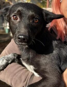 menschenbezogene, sanfte LIKA - Kallmünz