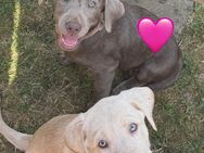 Reinrassige Labrador Welpen mit Ahnentafel Silber und weiß - Bad Wildungen