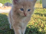 Reinrassiger Main Coon Kater - Tittling