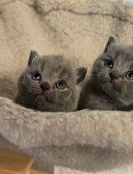 Rainrassige BKH kitten - Duisburg