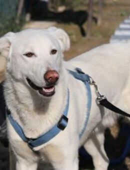 Pepper sucht sein für immer Zuhause ! - Krefeld