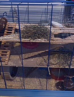 Hamster - Clausthal-Zellerfeld