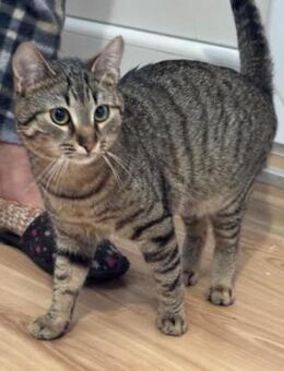 kleiner Tiger sucht ein Zuhause - Ingolstadt