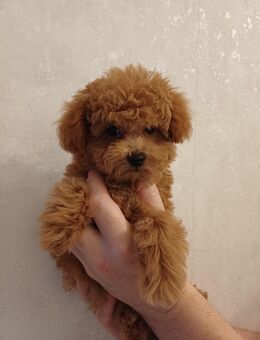 Toy Pudel welpen - Mönchengladbach