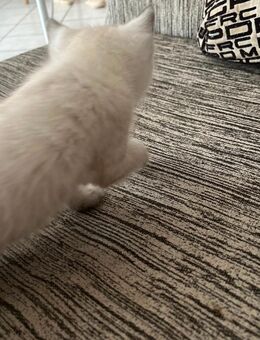 Baby Katzen zum reservieren für adoptiere - Weiler (Bingen)