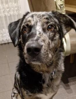 Jerry - aufgeweckter Jungrüde - Kallmünz