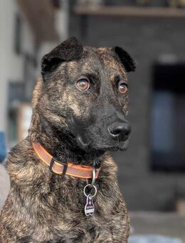 Rosa - eine treue Seele - Elsdorf (Nordrhein-Westfalen)