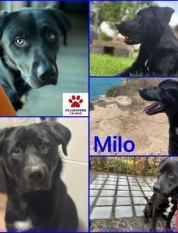 Milo katzenverträglicher Mischling Rüde - Margetshöchheim