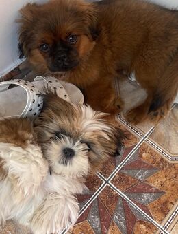 Shih Tzu Welpe, reinrassig Rocky 17 Wochen. Rot-braunes Haar - Leipzig