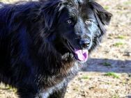 Nefeli sucht einen Platz im Herzen! - Oberhausen