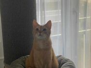 Lieber Njonjo sucht neue Familie - Margetshöchheim