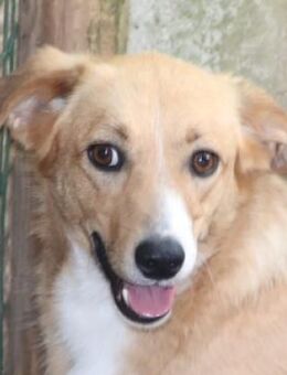 GWEN sucht Familie - Gefrees