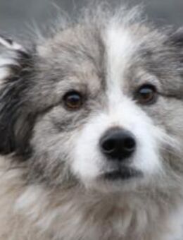 Miesu - sehr zutraulich u. kinderlieb - Lohra