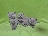 BKH Kitten lilac und blue - Meßstetten