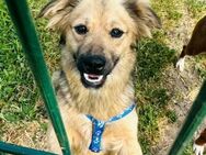 🐾 MILOW Kleiner Kämpfer mit großem He - Kassel