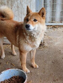 Skyla, schüchterne Shiba Inu Dame - Remagen