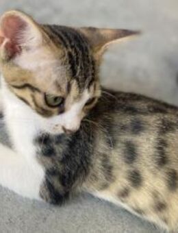 Maxi, getigerter Jungkater, ca. 6 Monate - Vaterstetten