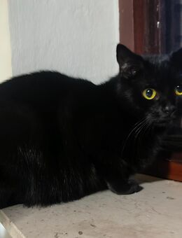 BKH Mix Katze sucht dringend neues Zuhause! - Neuenkirchen (Landkreis Heidekreis)