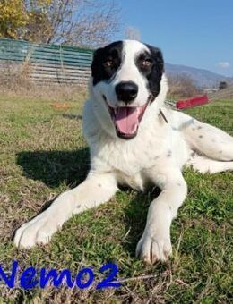 Nemo2 ausgeglichen und sozial 03/23 GRC - Ruppertsecken