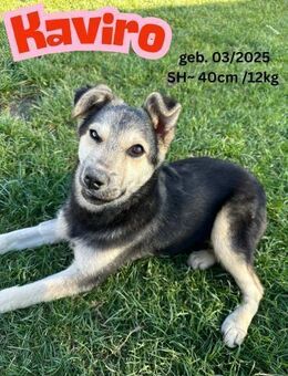 Kaviro - Team Aliz - Rinteln