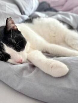 Andreas, großer Schmusekater, ca. 4 Jahr - Vaterstetten