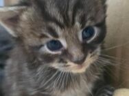 Süßes Maine Coon Weibchen abzugeben - Duisburg