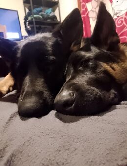 Schäferhunde Weibchen 1 Jahr alt - Oldenburg