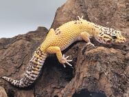 Traumhaft schöne Leopardgeckos super zahm 2023 - Jüchen