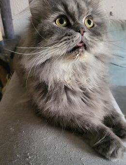 Wir verkaufen unseren Perserkater - Weißenfels