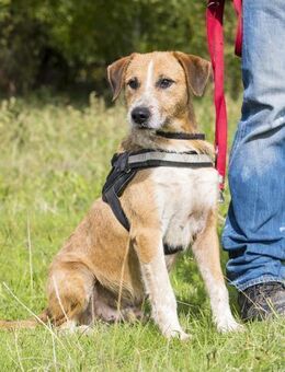 Bobi ruht in sich - Puchheim