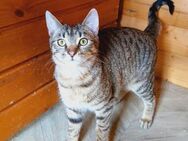 ✨🐈Kleiner Babykater Mufasa🐈✨ - Eislingen (Fils)